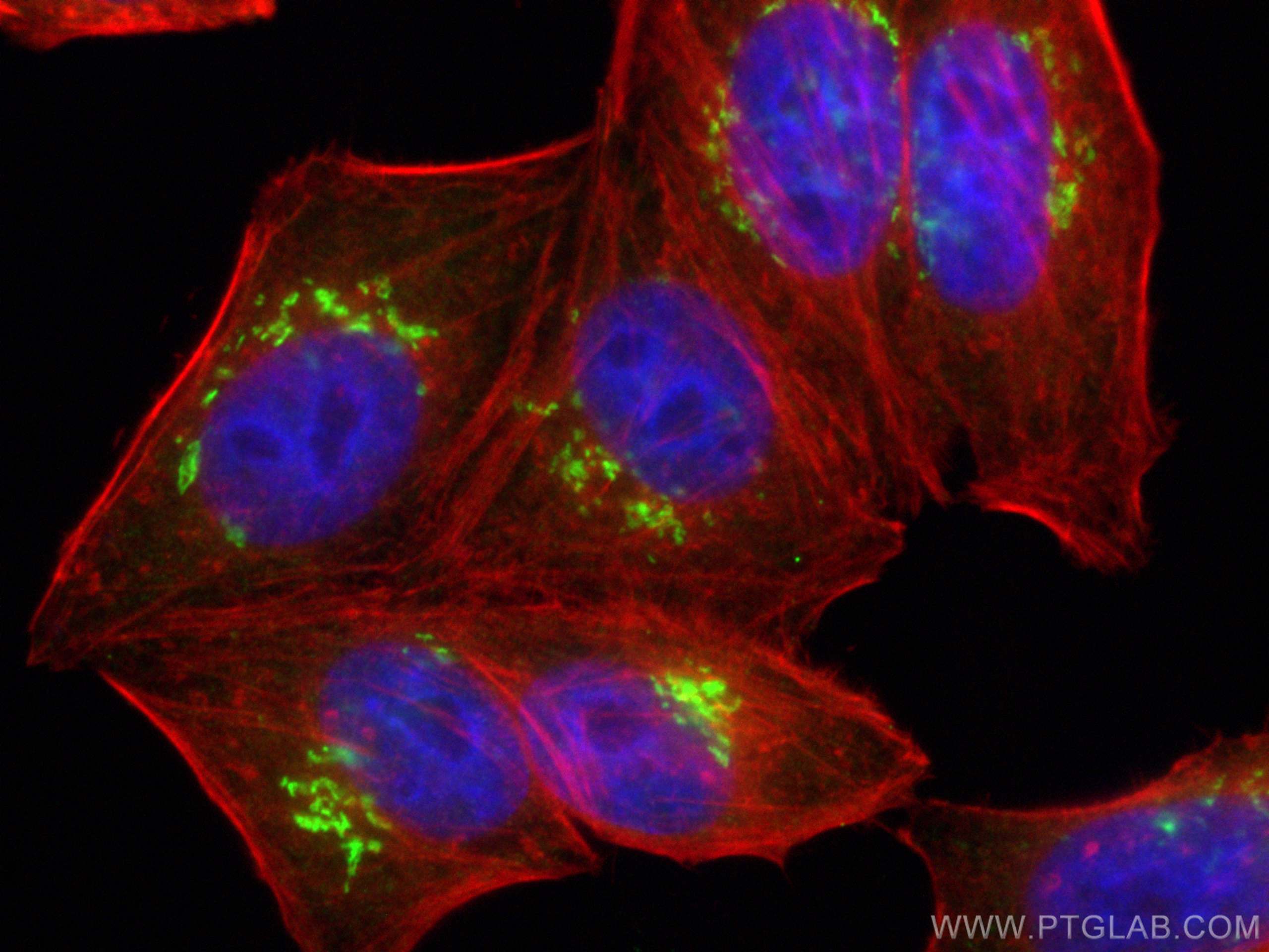 Immunofluorescence (IF) / fluorescent staining of HepG2 cells using ZFPL1 Polyclonal antibody (27157-1-AP)
