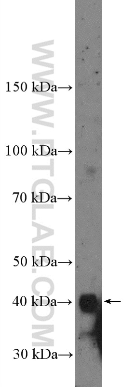 Western Blot (WB) analysis of HepG2 cells using ZFPL1 Polyclonal antibody (27157-1-AP)