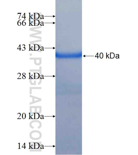 ZFPL1 fusion protein Ag24097 SDS-PAGE