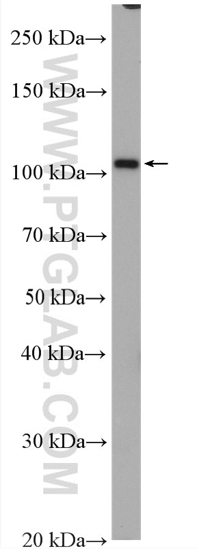 Western Blot (WB) analysis of mouse liver tissue using ZFPM1 Polyclonal antibody (28012-1-AP)