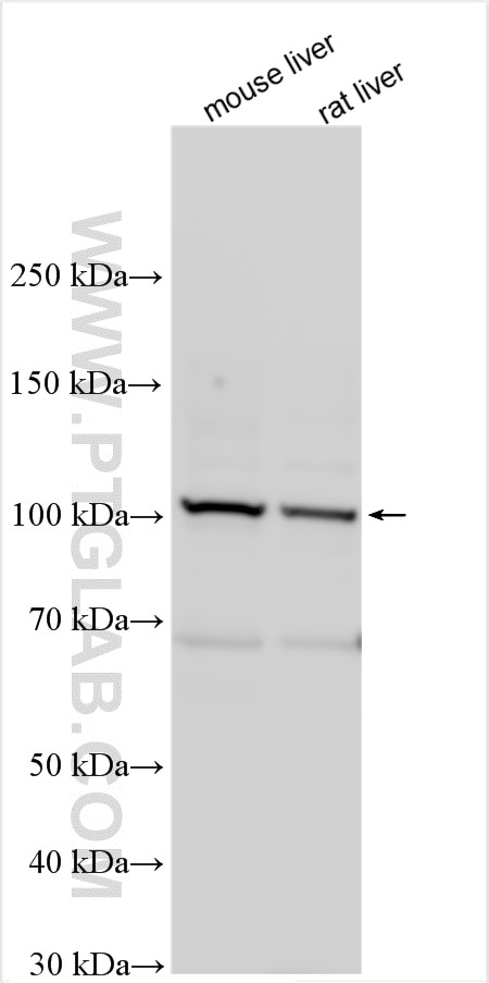 Western Blot (WB) analysis of various lysates using ZFPM1 Polyclonal antibody (28012-1-AP)