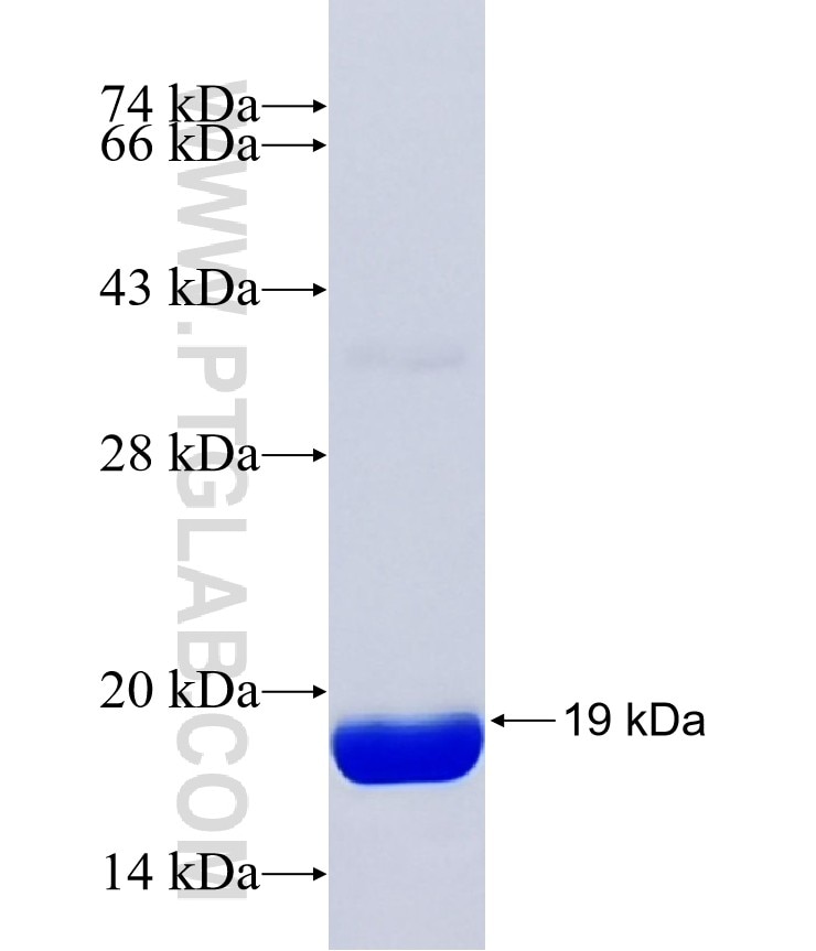 ZFPM2 fusion protein Ag38366 SDS-PAGE