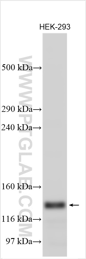 Western Blot (WB) analysis of various lysates using ZFR Polyclonal antibody (23174-1-AP)