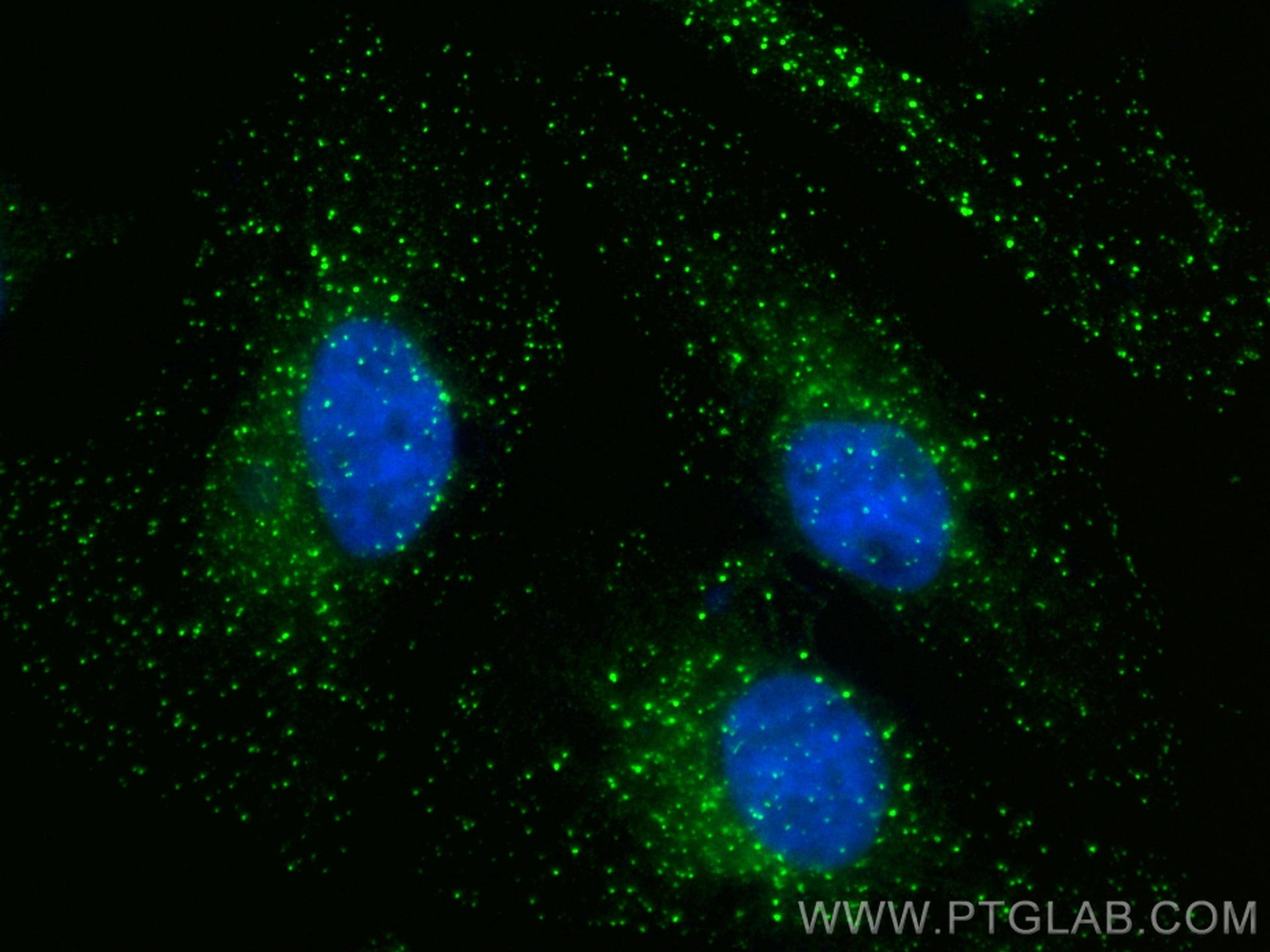 IF Staining of HeLa using CL488-13118