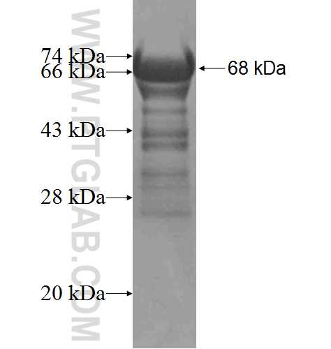 ZFYVE16 fusion protein Ag3811 SDS-PAGE