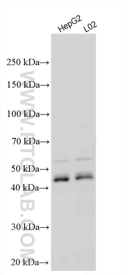 Western Blot (WB) analysis of various lysates using ZFYVE19 Polyclonal antibody (23163-1-AP)