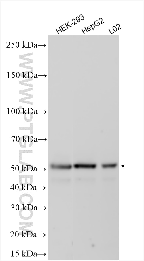 Western Blot (WB) analysis of various lysates using ZFYVE19 Polyclonal antibody (23163-1-AP)