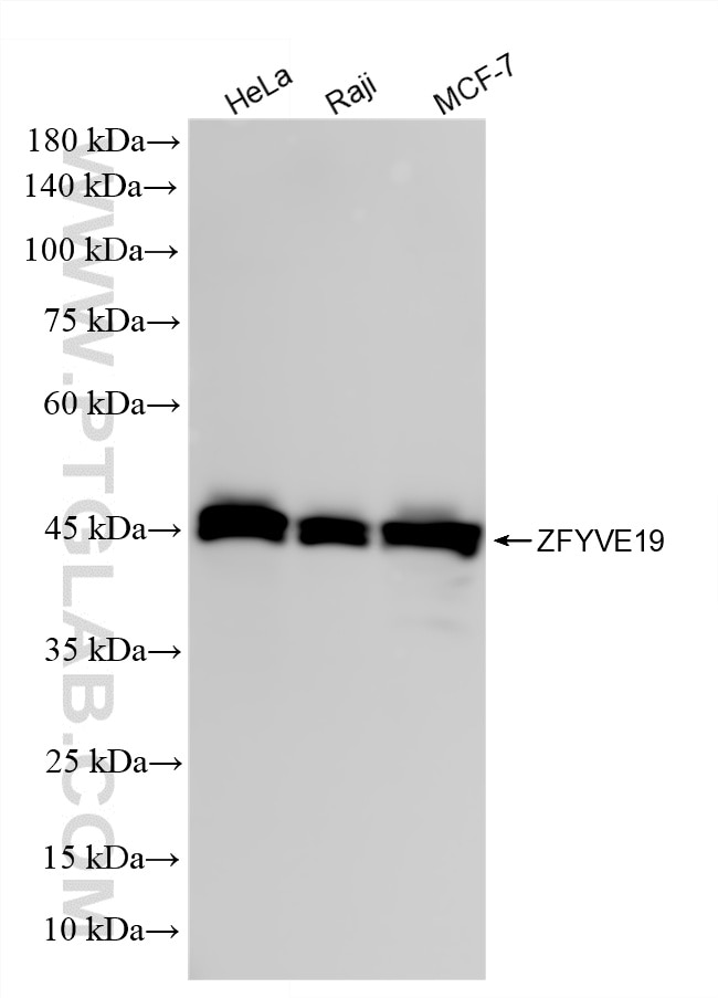 Various lysates were subjected to SDS PAGE followed by western blot with 87425-2-RR (ZFYVE19 antibody) at dilution of 1:20000 incubated at room temperature for 1.5 hours. Western Blot (WB) analysis of various lysates using ZFYVE19 Recombinant monoclonal antibody (87425-2-RR)