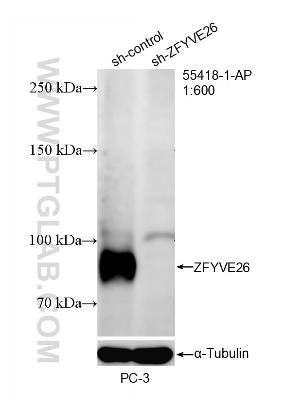 Western Blot (WB) analysis of PC-3 cells using ZFYVE26 Polyclonal antibody (55418-1-AP)