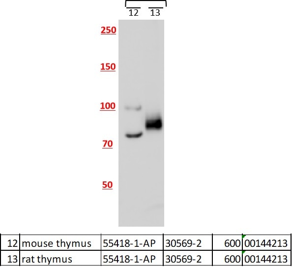 Western Blot (WB) analysis of various lysates using ZFYVE26 Polyclonal antibody (55418-1-AP)