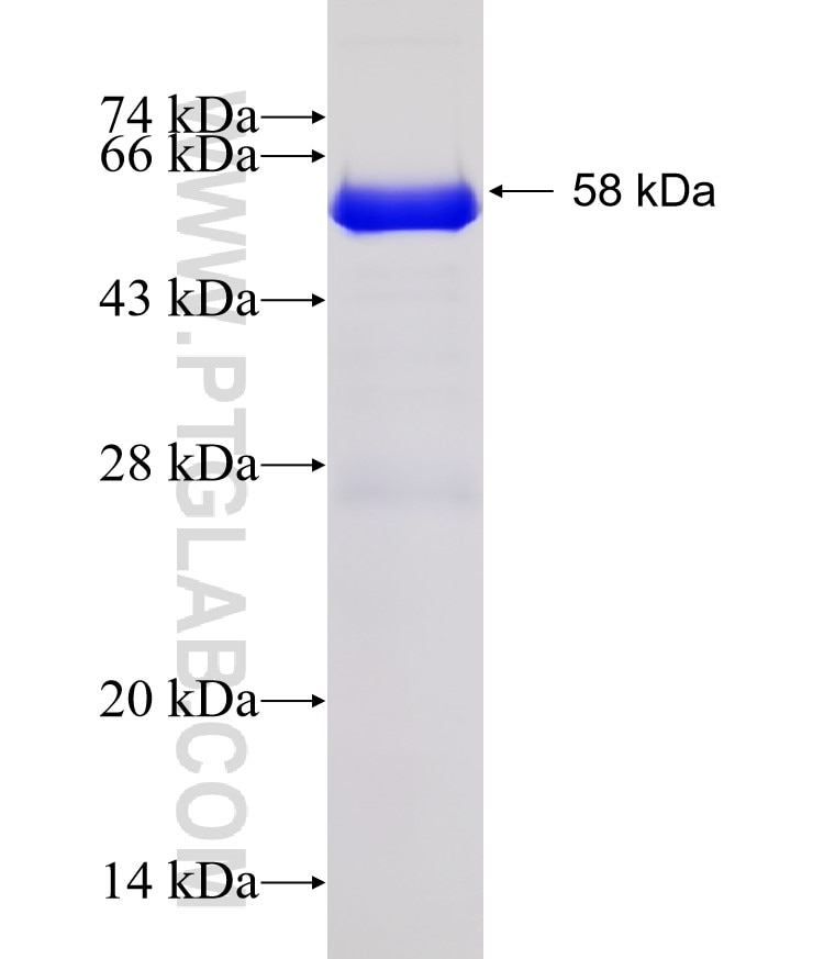 ZFYVE27 fusion protein Ag3369 SDS-PAGE