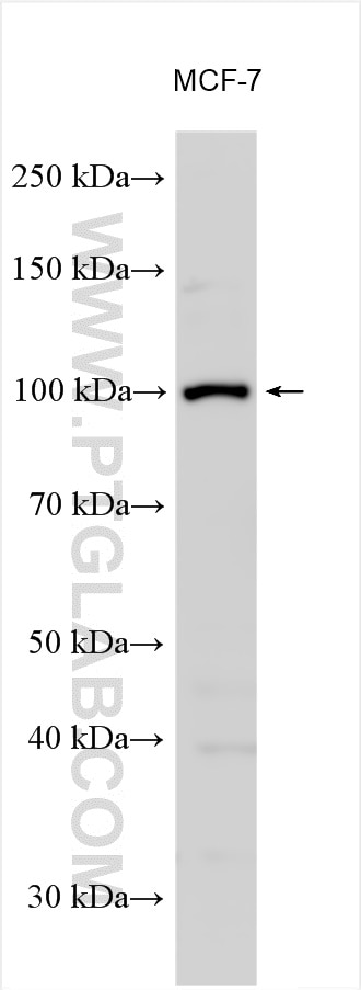 Western Blot (WB) analysis of various lysates using ZFYVE28 Polyclonal antibody (25360-1-AP)