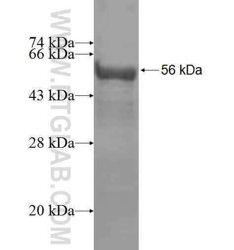 ZFYVE9 fusion protein Ag6592 SDS-PAGE