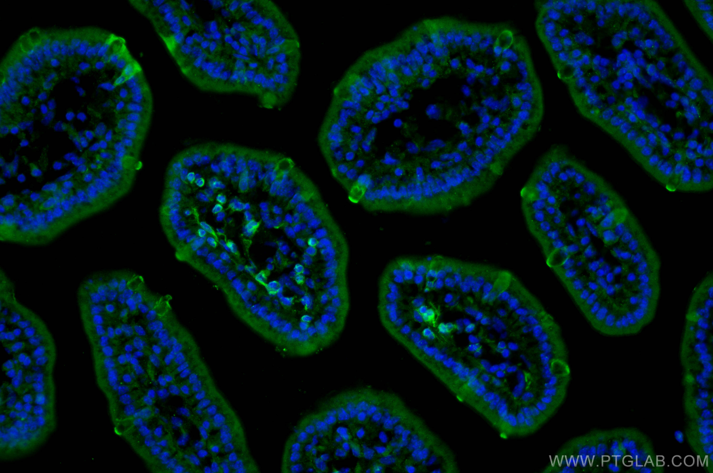 Immunofluorescence (IF) / fluorescent staining of mouse small intestine tissue using ZG16 Polyclonal antibody (17397-1-AP)