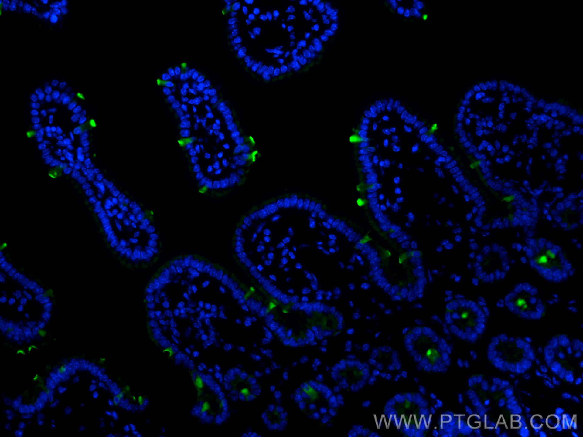 Immunofluorescence (IF) / fluorescent staining of mouse small intestine tissue using ZG16 Polyclonal antibody (17397-1-AP)