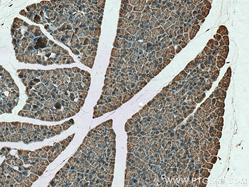 Immunohistochemistry (IHC) staining of mouse pancreas tissue using ZG16 Polyclonal antibody (17397-1-AP)