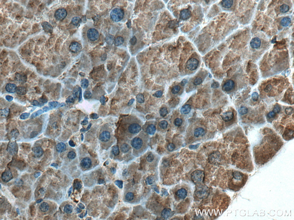 Immunohistochemistry (IHC) staining of mouse pancreas tissue using ZG16 Polyclonal antibody (17397-1-AP)