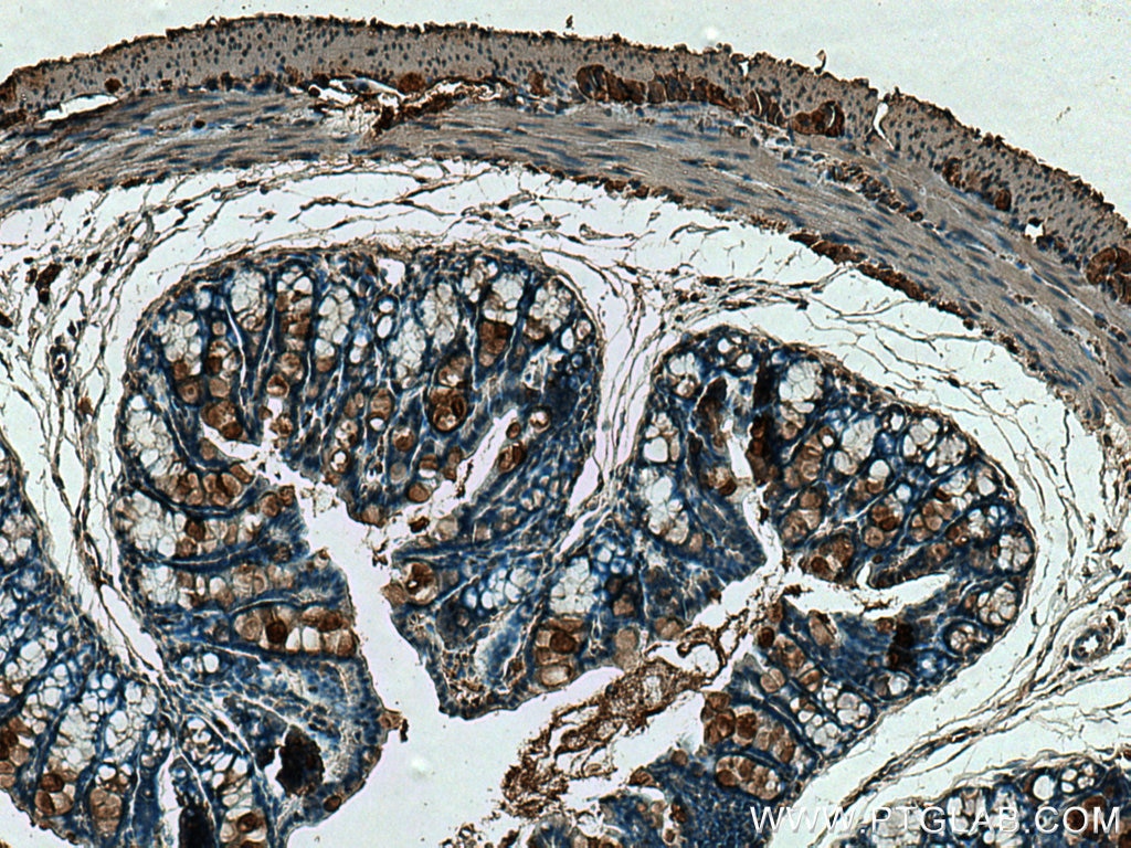 IHC staining of mouse colon using 17397-1-AP