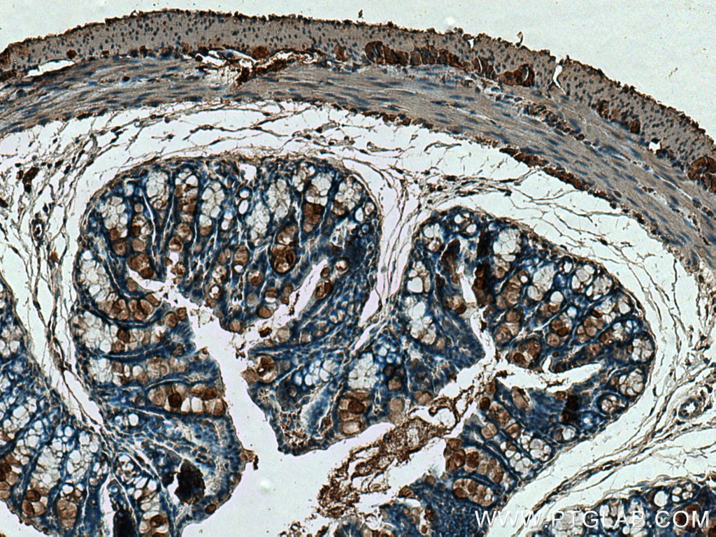 Immunohistochemistry (IHC) staining of mouse colon tissue using ZG16 Polyclonal antibody (17397-1-AP)