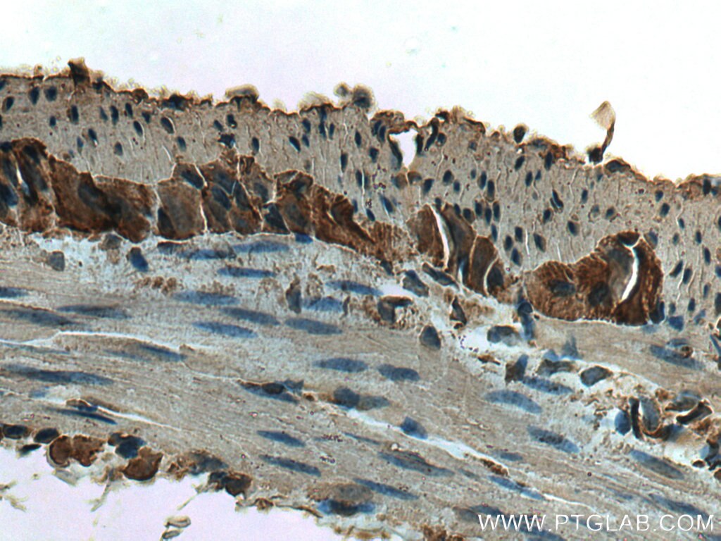 Immunohistochemistry (IHC) staining of mouse colon tissue using ZG16 Polyclonal antibody (17397-1-AP)