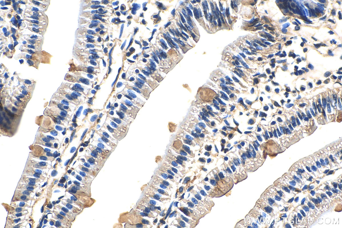 Immunohistochemistry (IHC) staining of mouse small intestine tissue using ZG16 Polyclonal antibody (17397-1-AP)