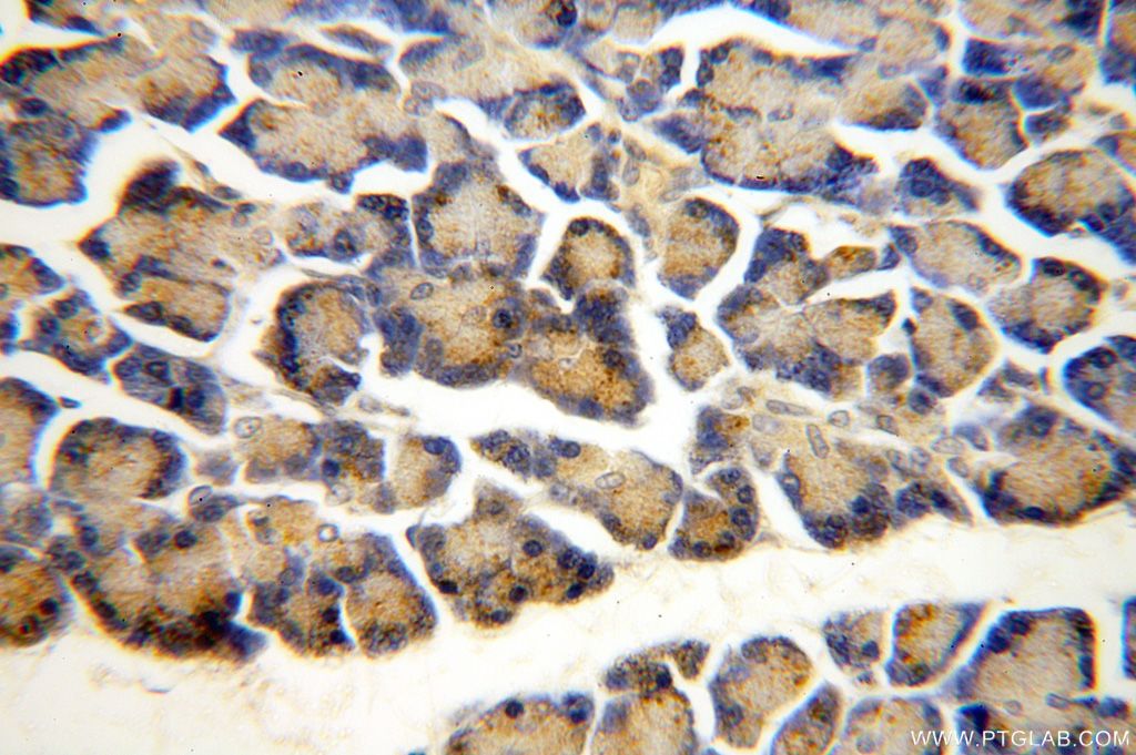 Immunohistochemistry (IHC) staining of human pancreas tissue using ZG16 Polyclonal antibody (17397-1-AP)