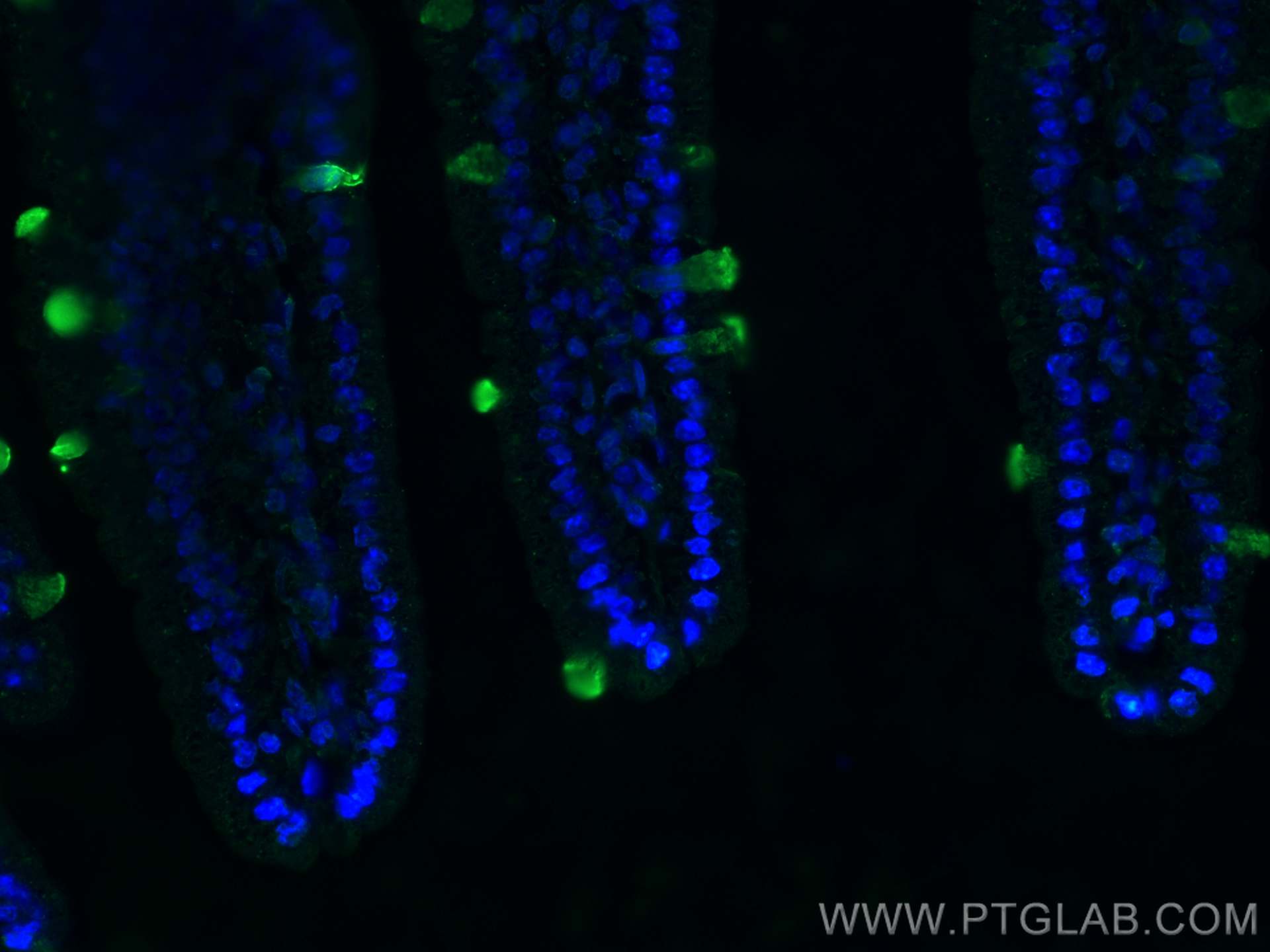 Immunofluorescence (IF) / fluorescent staining of mouse small intestine tissue using ZG16 Monoclonal antibody (67389-1-Ig)