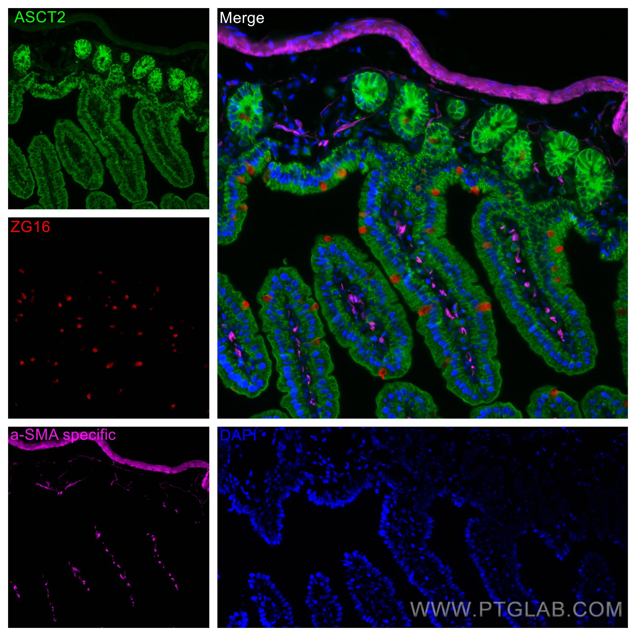 Immunofluorescence (IF) / fluorescent staining of mouse small intestine tissue using ZG16 Monoclonal antibody (67389-1-Ig)