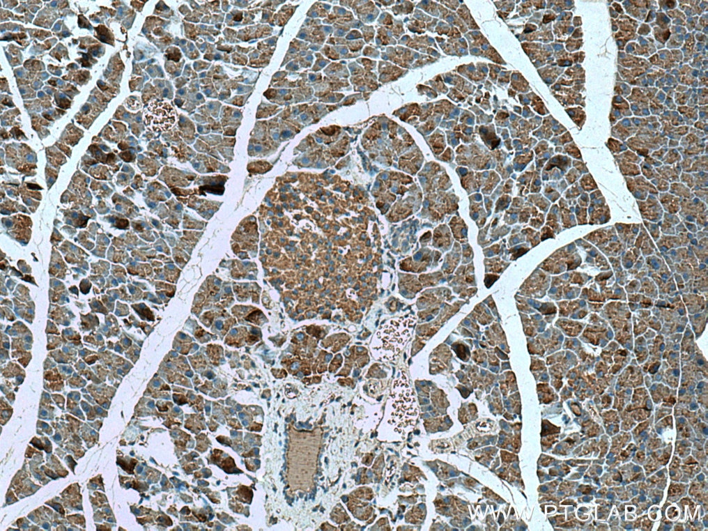 Immunohistochemistry (IHC) staining of mouse pancreas tissue using ZG16 Monoclonal antibody (67389-1-Ig)
