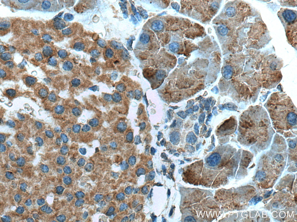 Immunohistochemistry (IHC) staining of mouse pancreas tissue using ZG16 Monoclonal antibody (67389-1-Ig)