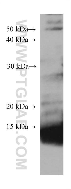 Western Blot (WB) analysis of pig colon tissue using ZG16 Monoclonal antibody (67389-1-Ig)