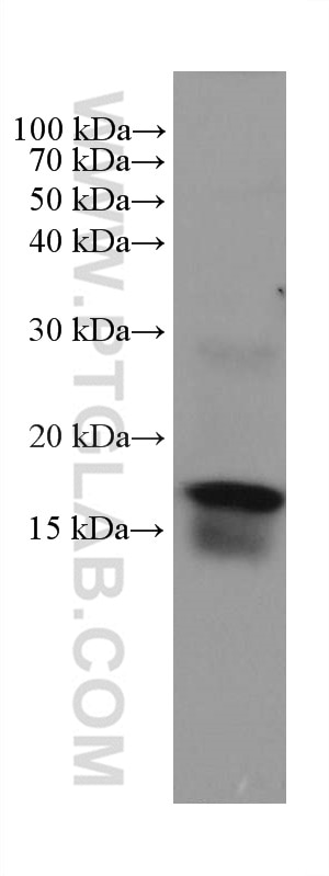 Western Blot (WB) analysis of mouse colon tissue using ZG16 Monoclonal antibody (67389-1-Ig)