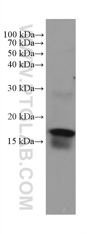 WB analysis of mouse colon using 67389-1-Ig