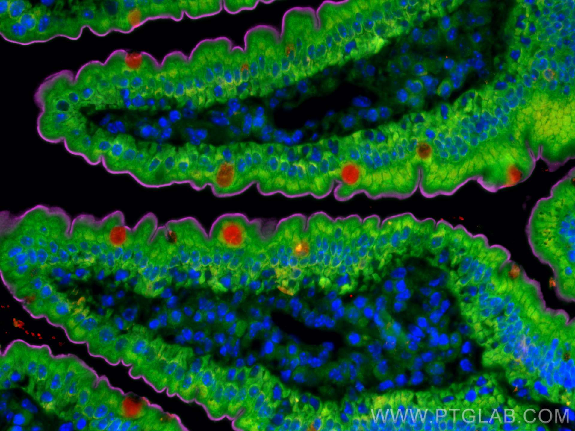 Immunofluorescence (IF) / fluorescent staining of mouse small intestine tissue using CoraLite® Plus 594-conjugated ZG16 Monoclonal anti (CL594-67389)