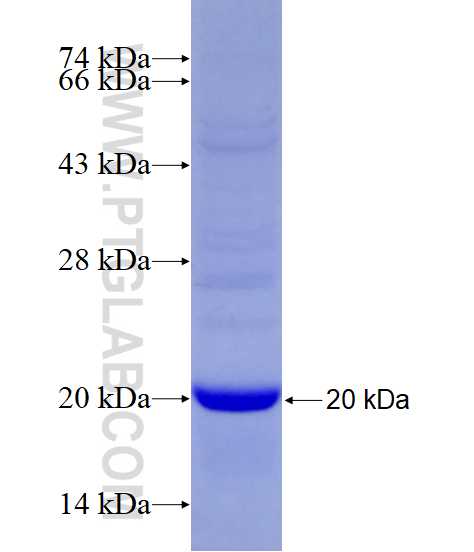 ZG16 fusion protein Ag11332 SDS-PAGE