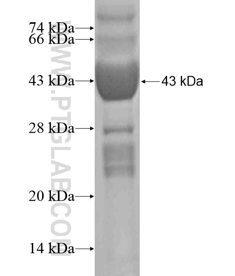 ZG16B fusion protein Ag20740 SDS-PAGE