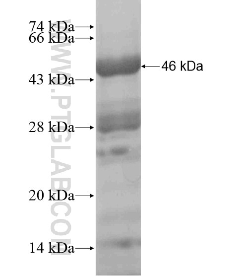ZGPAT fusion protein Ag19620 SDS-PAGE