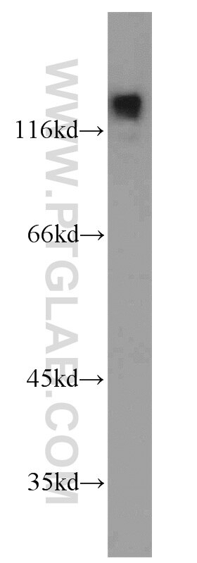 WB analysis of HEK-293 using 13903-1-AP