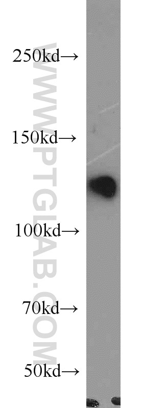 WB analysis of HEK-293 using 13903-1-AP