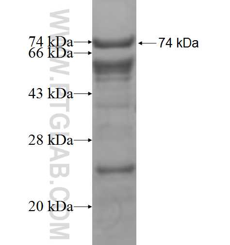 ZHX1 fusion protein Ag4874 SDS-PAGE