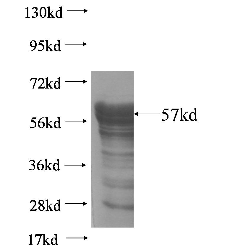 ZHX1 fusion protein Ag5770 SDS-PAGE