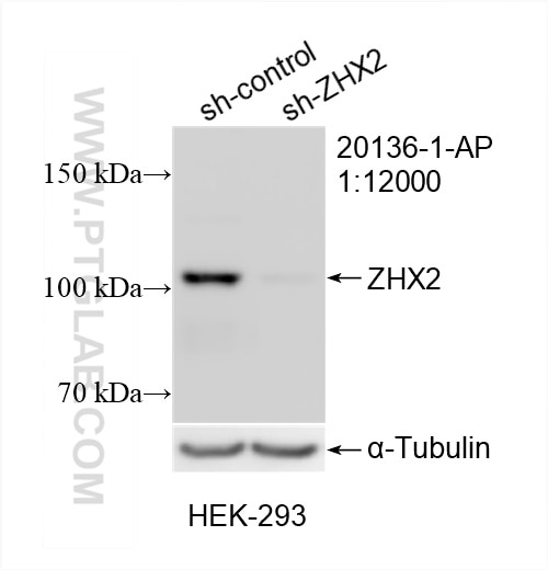 WB analysis of HEK-293 using 20136-1-AP