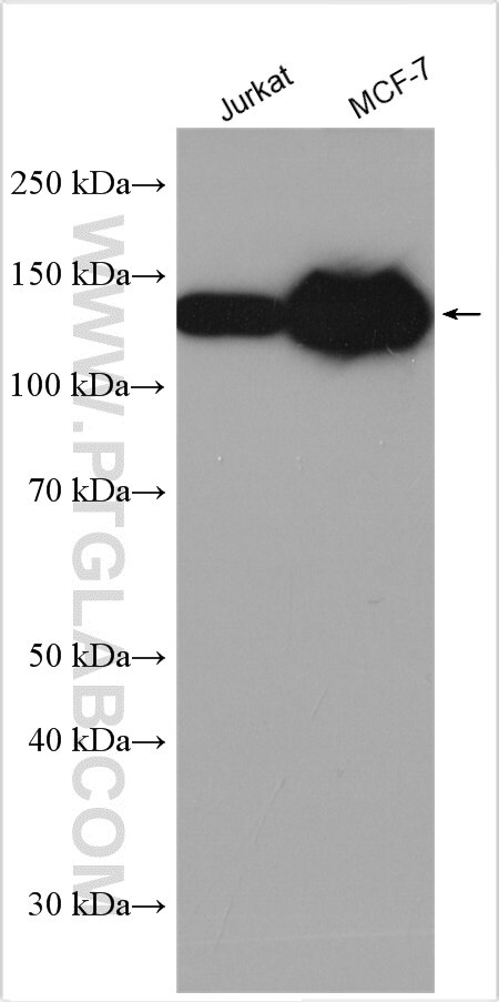 Western Blot (WB) analysis of various lysates using ZHX3 Polyclonal antibody (29397-1-AP)