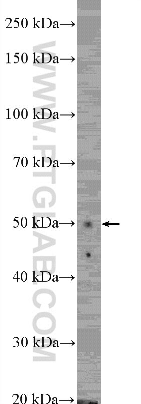 Western Blot (WB) analysis of mouse cerebellum tissue using ZIC3 Polyclonal antibody (21717-1-AP)