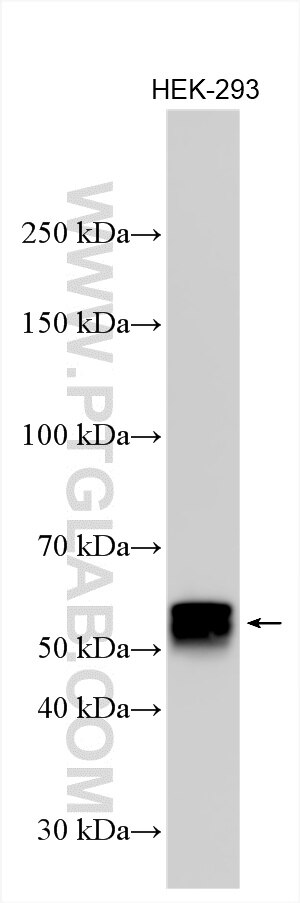 Western Blot (WB) analysis of various lysates using ZIC5 Polyclonal antibody (34277-1-AP)
