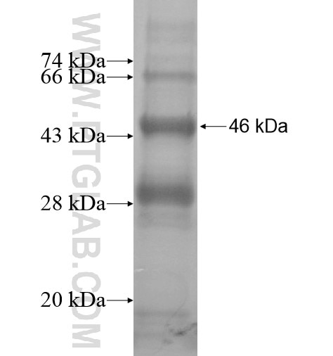 ZIK1 fusion protein Ag15710 SDS-PAGE
