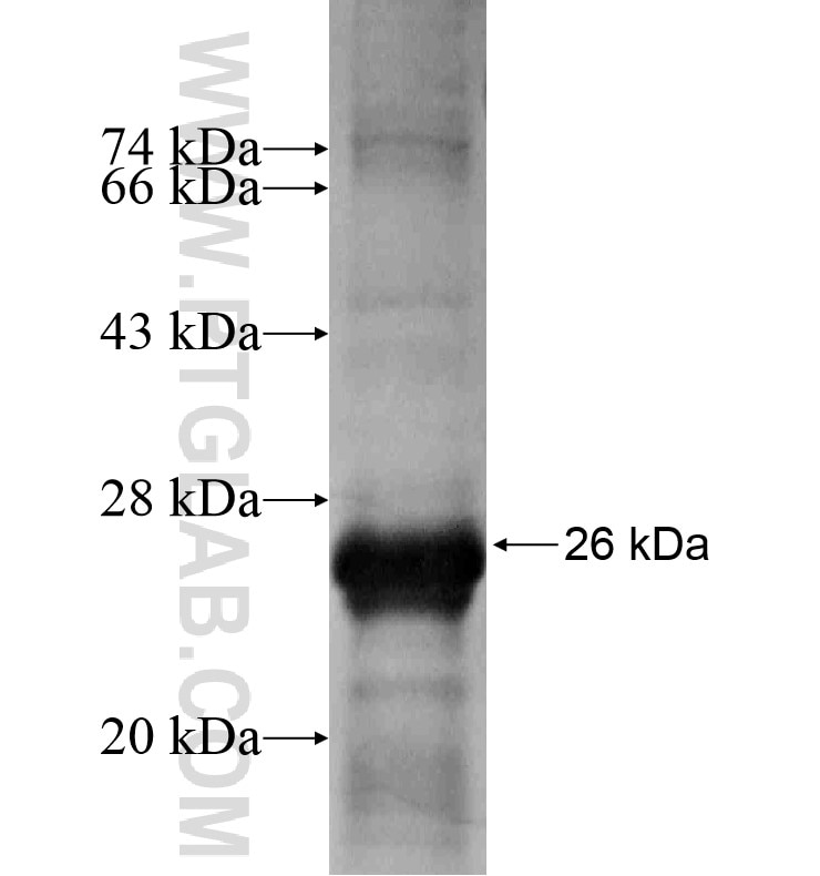 ZIK1 fusion protein Ag16568 SDS-PAGE