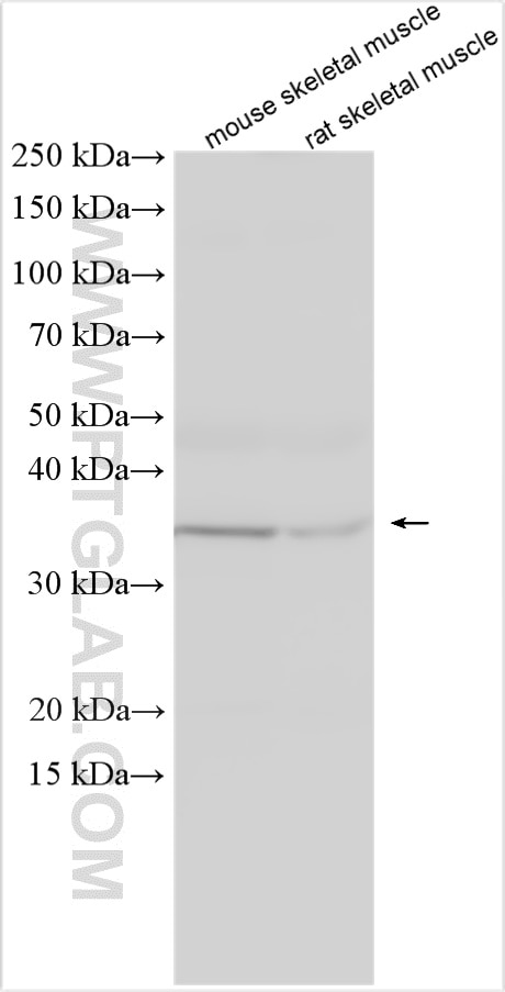 Western Blot (WB) analysis of various lysates using ZIP13 Polyclonal antibody (26496-1-AP)