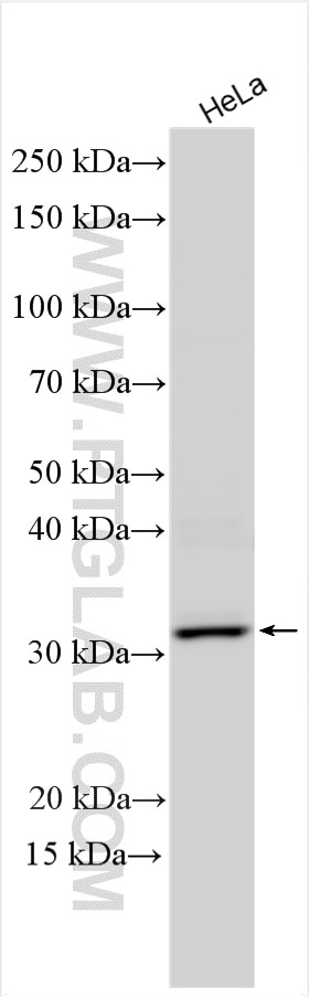 Western Blot (WB) analysis of various lysates using ZIP13 Polyclonal antibody (26496-1-AP)