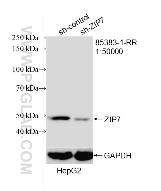 WB analysis of HepG2 using 85383-1-RR Western Blot (WB) analysis of HepG2 cells using ZIP7 Recombinant monoclonal antibody (85383-1-RR)